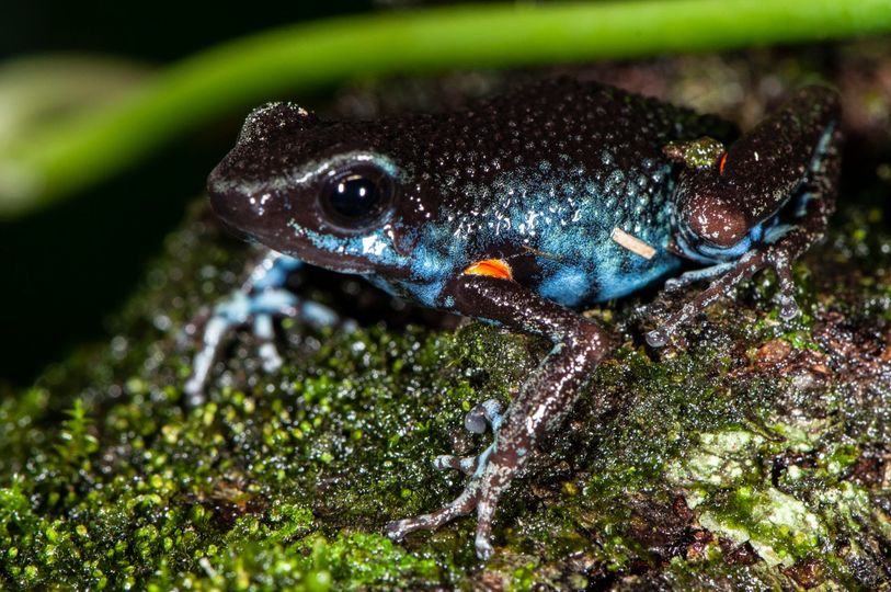 Dart Frog, Amereega ingeri CITES 2024 CB - Image 2