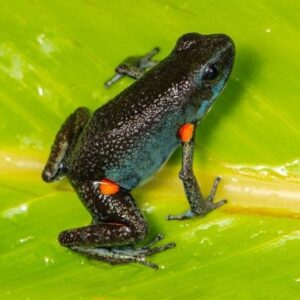 Dart Frog, Amereega ingeri  CITES 2024 CB