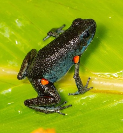 Dart Frog, Amereega ingeri CITES 2024 CB