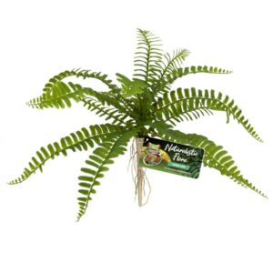 ZooMed Naturalistic Flora, Sword Fern