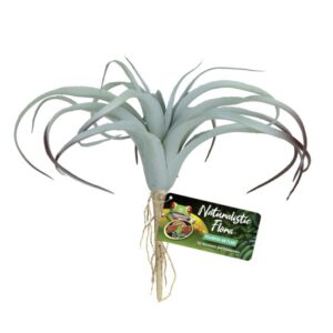 ZooMed Naturalistic Flora, Tillandsia Air Plant