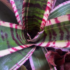 Bromeliad - Neoregelia sp. "Banshee", Medium