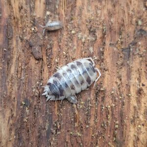 Dairy Cow Isopods (Porcellio laevis), 10 Count