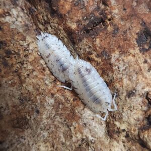 Dalmation Isopods (Porcellio scaber), 10 Count