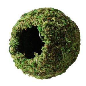 Galapagos Mossy Cave Green, 4″ Diameter