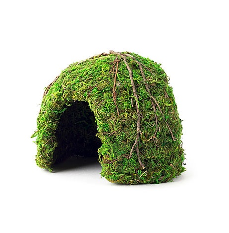 Galapagos Mossy Dome Green, 6″ Diameter