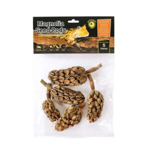 Galapagos Natural Magnolia Seed Pods