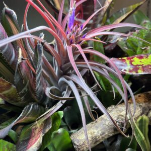 Tillandsias, Growers Choice- Small