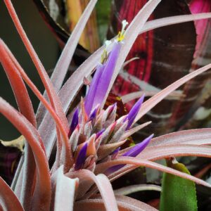 Tillandsias