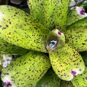 Bromeliads