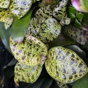 Orchids