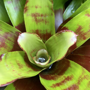 Bromeliad - Neoregelia sp. "Hawaii", Medium