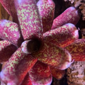 Bromeliad - Neoregelia sp. "Mo Peppa Please", Small