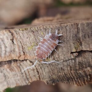 Orange Cream Isopods (Porcellionides pruinosus), 10 Count
