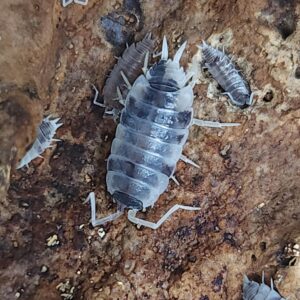 Oreo Crumble Isopods (Porcellionides pruinosus), 10 Count