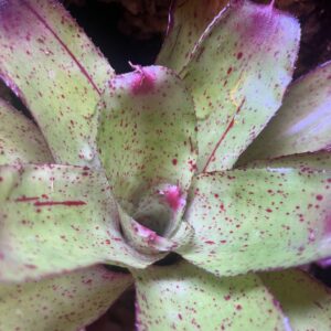 Bromeliad - Neoregelia sp. "Red Eyes", Small