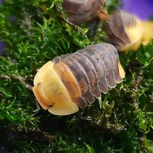 Rubber Ducky Isopods (Cubaris sp.), 10 Count