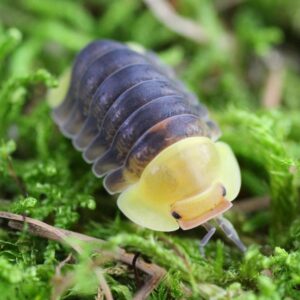 Isopods