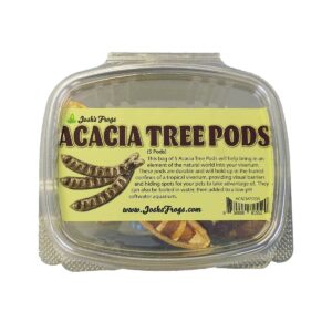 Acacia Tree Pods (Includes 5 Pods)