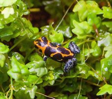 Dart Frogs