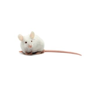 Pinky Mice – XS, Each (Local Sales Only)