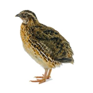 Quail – XS, Each (Local Sales Only)