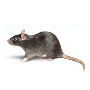 Fuzzy Rats - Each