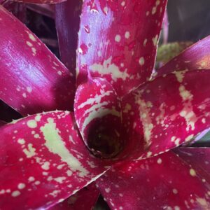 Bromeliad - Neoregelia sp. "Gazpacho", Medium