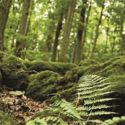 Galapagos Terrarium Clings, Forest (15″x36″)