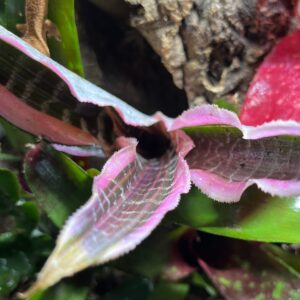 Bromeliad - Cryptanthus sp. "Elaine", Small