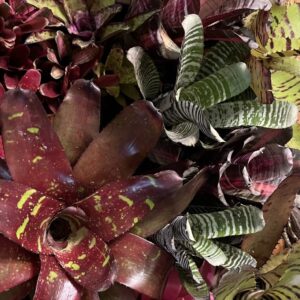 Bromeliads, Growers Choice- Large