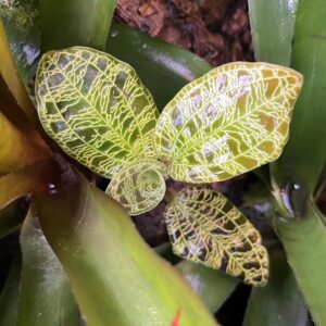 Jeweled Orchid (Macodes petola), Small