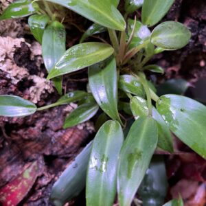 Philodendron wend imbe, Small