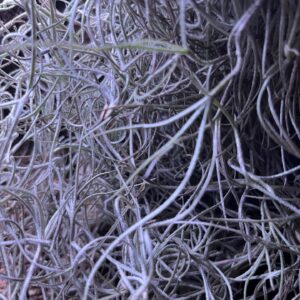 Tillandsia - Spanish "Moss" (Tillandsia usneoides), Small Clump