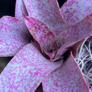 Bromeliad - Vriesea saundersii, Small