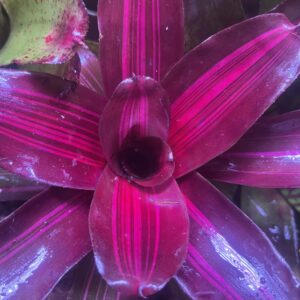 Bromeliad - Neoregelia sp. "Zoe", Small