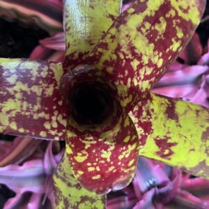 Bromeliad - Neoregelia sp. "Winnie the Pooh", Small