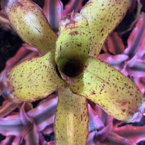 Bromeliad – Neoregelia sp. “Angel Face”, Small/ Medium