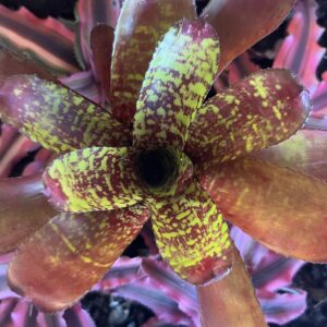 Bromeliad - Neoregelia sp. "Wild Tiger", Medium