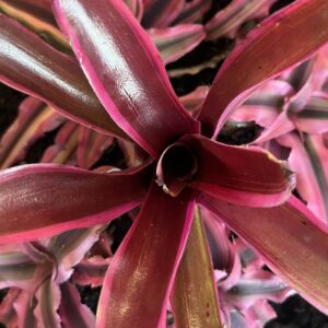 Bromeliad - Neoregelia sp. "Donger", Medium