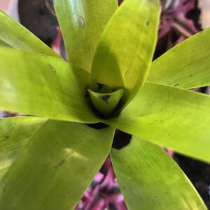 Bromeliad - Vriesea erythrodactylon, Small