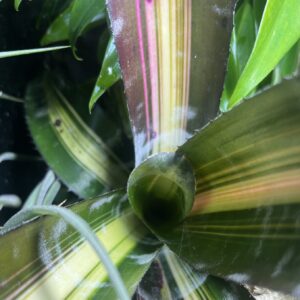 Bromeliad - Aechmea sp. "Roberto Menascal", Medium