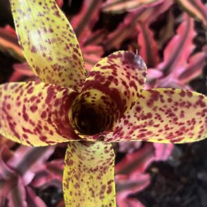 Bromeliad - Neoregelia sp. "Cheers", Small