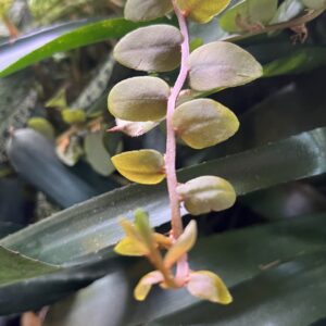 Shingling Plants, Marcgravia sp.