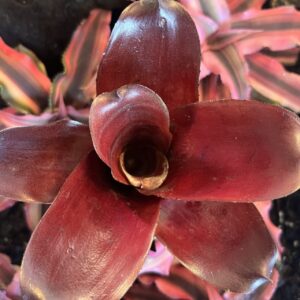 Bromeliad - Neoregelia sp. "Aztec Fireball", Small