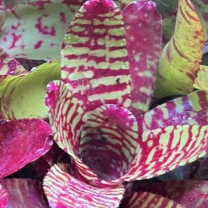 Bromeliad - Neoregelia sp. "Golden Pheasant", Small