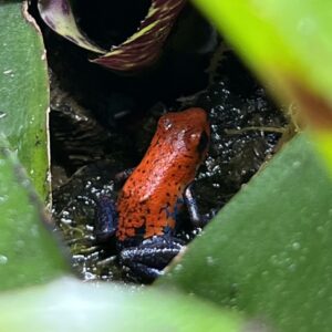 Dart Frog, O. pumilio "Strawberry Blue Jeans" (Oophaga pumilio) 2024 CB