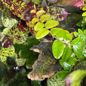 Misc. Plants