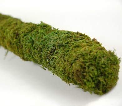 Galapagos Mossy Stick, 18″ (6 pcs)