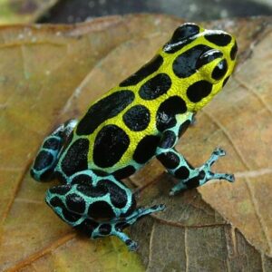 Dart Frog, R. variabilis "Southern" (Ranitomeya variabilis) 2024 CB
